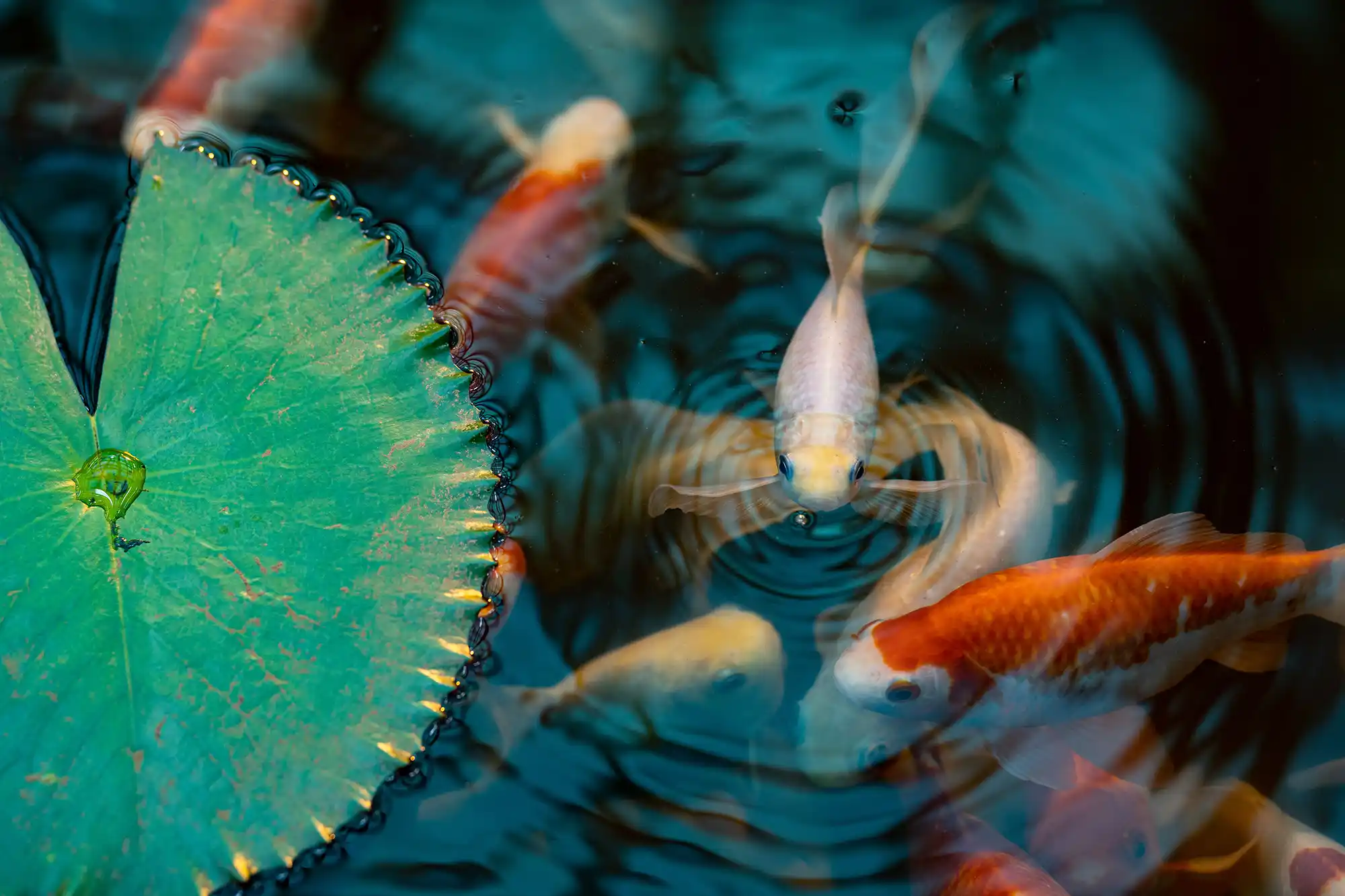Mehrere Koi-Karpfen schwimmen in einem Teich unter Seerosenblättern